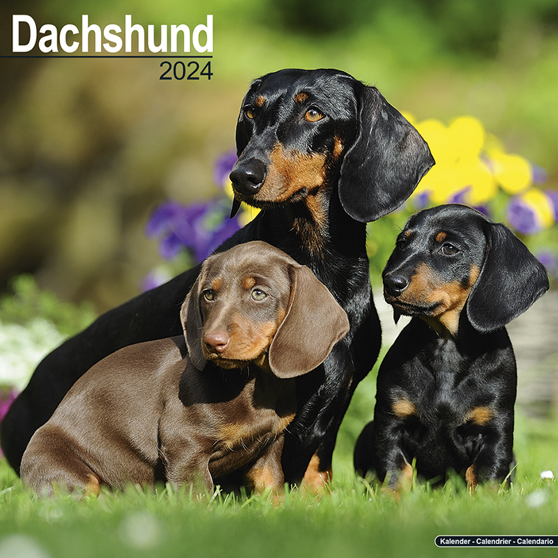 Dachshund Calendar 2024 (Square) Dogs Naturally